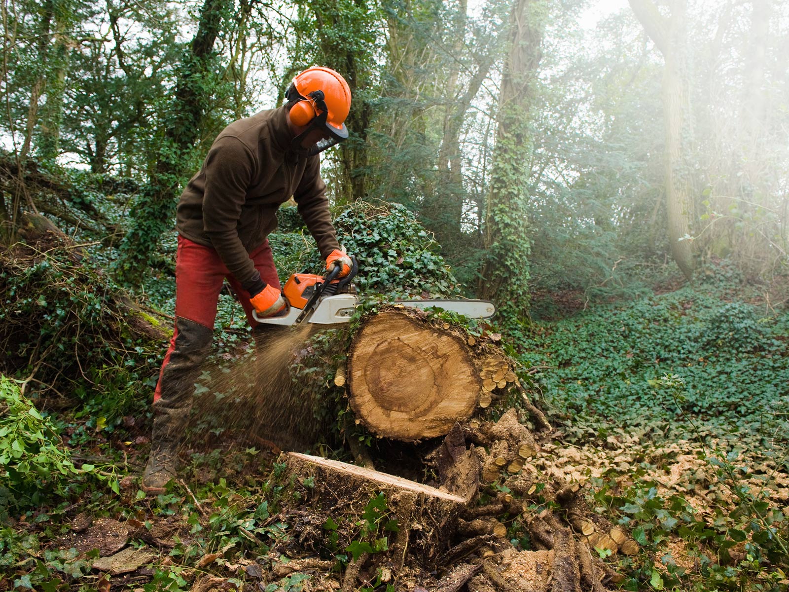 lumberjack